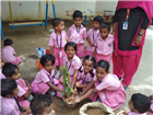 KG Plant saplings